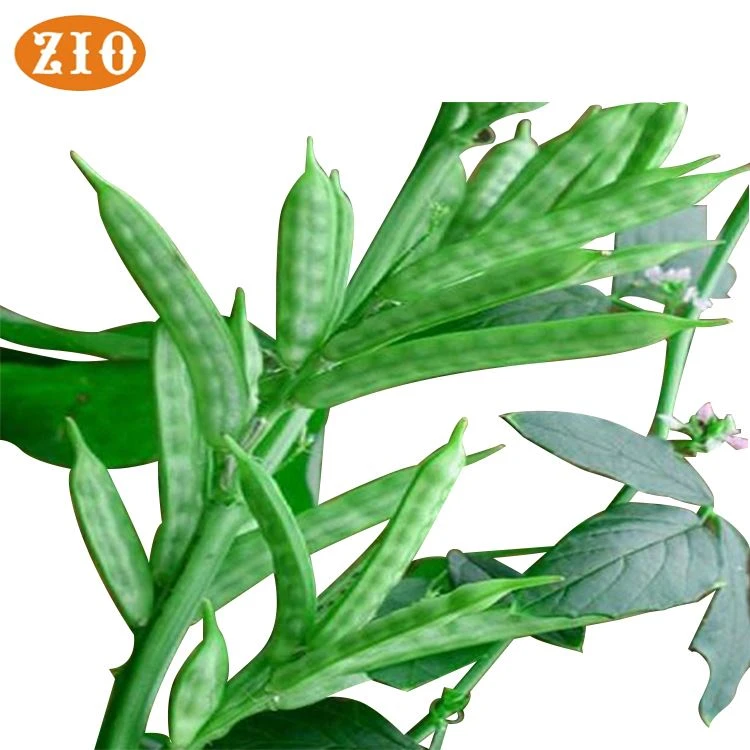 guar-gum-(13) guar-gum-(13)